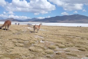 Lagune en zoutvlakte van Salinas met panoramisch uitzicht op de vulkanen Misti en Chachani.