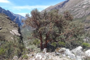 Laguna Rocutuyoc and Honkopampa Ruins Private Service