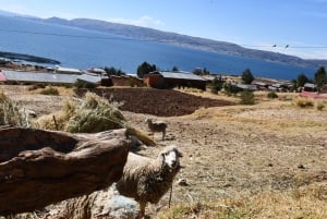 Lake Titicaca 2 days: Uros, Taquile and Luquina with an authentic local experience