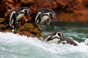 Lima: 1 giorno alle Ballestas e all'oasi di Huacachina con vino e dune