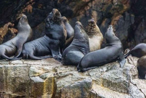Lima: 1 giorno alle Ballestas e all'oasi di Huacachina con vino e dune