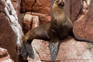 Lima: 1 giorno alle Ballestas e all'oasi di Huacachina con vino e dune