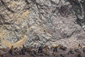Lima: 1 giorno alle Ballestas e all'oasi di Huacachina con vino e dune
