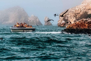 Lima: 1 giorno alle Ballestas e all'oasi di Huacachina con vino e dune