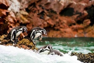 Lima: 2-Day Tour to Paracas, Huacachina & Pisco Vineyard