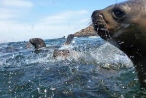 Lima: 2 Days: Palomino Island - Swim with Sea Lions + Huacachina All Inclusive