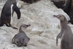 Lima: 2 Days: Palomino Island - Swim with Sea Lions + Huacachina All Inclusive