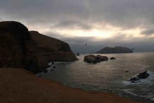 Lima: 2 Days: Palomino Island - Swim with Sea Lions + Huacachina All Inclusive