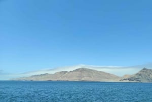 Lima: 2 Days: Palomino Island - Swim with Sea Lions + Huacachina All Inclusive