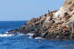 Lima: 2 Days: Palomino Island - Swim with Sea Lions + Huacachina All Inclusive