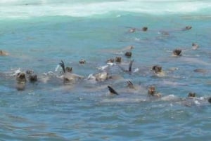 Lima: 2 Days: Palomino Island - Swim with Sea Lions + Huacachina All Inclusive