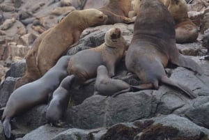 Lima: 2 Days: Palomino Island - Swim with Sea Lions + Huacachina All Inclusive