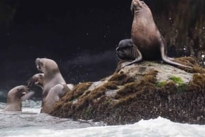 Lima: 2 Days: Palomino Island - Swim with Sea Lions + Huacachina All Inclusive