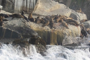 Lima: 2 Days: Palomino Island - Swim with Sea Lions + Huacachina All Inclusive