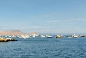 Lima: 2 Days: Palomino Island - Swim with Sea Lions + Huacachina All Inclusive