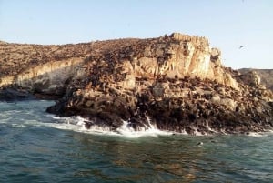 Lima: 2 Days: Palomino Island - Swim with Sea Lions + Huacachina All Inclusive