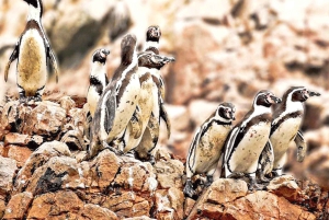 Lima: 3-Day Tour to Paracas, Huacachina & Pisco Vineyards