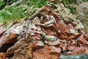 Lima: 3-Day Tour to Paracas, Huacachina & Pisco Vineyards