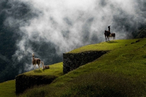 Lima: 7-dagers inkaturné med fly og Machu Picchu