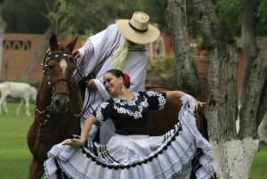 Lima: Buffet lunch, dance show : Peruvian Paso Horses :