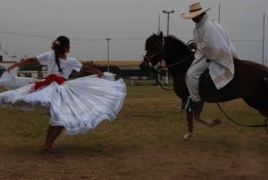 Lima: Buffet lunch, dance show : Peruvian Paso Horses :