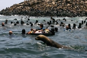 Lima: Excursie naar Palomino eiland | Ingang, zeeleeuwen |