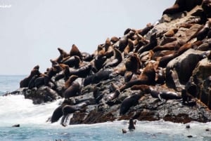 Lima: Excursion to Palomino Island | Entrance, sea lions |