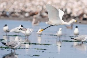 Lima: en hel dag i det monumentale Callao