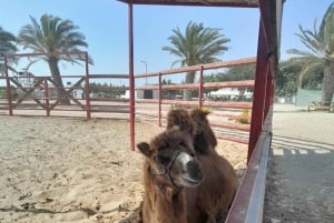 Lima: Ica Camel Ride + Huacachina + 'Desert Adventure' Pool