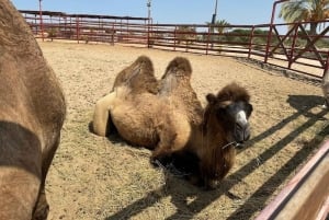 Lima: Ica Camel Ride + Huacachina + 'Desert Adventure' Pool