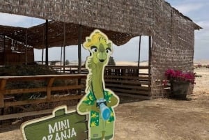 Lima: Ica Camel Ride + Huacachina + 'Desert Adventure' Pool