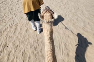 Lima: Ica Camel Ride + Huacachina + 'Desert Adventure' Pool