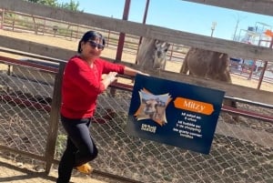 Lima: Ica Camel Ride + Huacachina + 'Desert Adventure' Pool