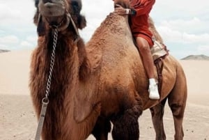 Lima: Ica Camel Ride + Huacachina + 'Desert Adventure' Pool
