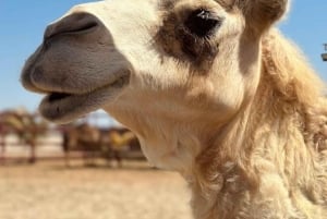 Lima: Ica Camel Ride + Huacachina + 'Desert Adventure' Pool