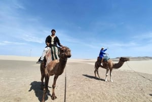 Lima: przejażdżka na wielbłądzie Ica + Huacachina + basen 'Przygoda na pustyni'.