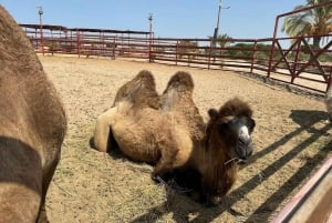 Lima: przejażdżka na wielbłądzie Ica + Huacachina + basen 'Przygoda na pustyni'.