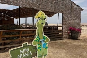 Lima: przejażdżka na wielbłądzie Ica + Huacachina + basen 'Przygoda na pustyni'.