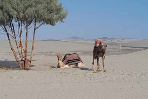 Lima: przejażdżka na wielbłądzie Ica + Huacachina + basen 'Przygoda na pustyni'.