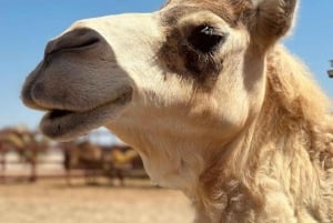 Lima: przejażdżka na wielbłądzie Ica + Huacachina + basen 'Przygoda na pustyni'.