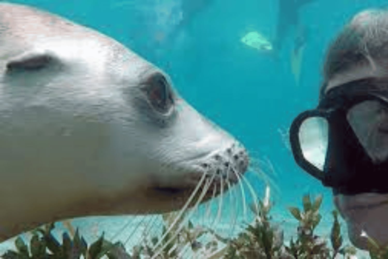 Lima | Excursión Islas Palomino | Nado con Leones Marinos