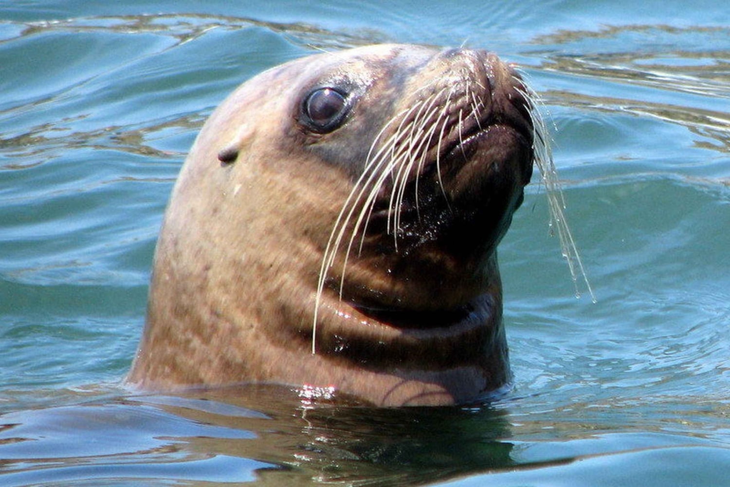 Lima | Excursión Islas Palomino | Nado con Leones Marinos