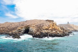 Lima | Tour des îles Palomino | Nager avec les lions de mer
