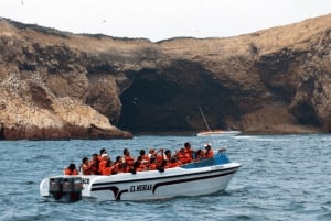 Lima | Tour des îles Palomino | Nager avec les lions de mer