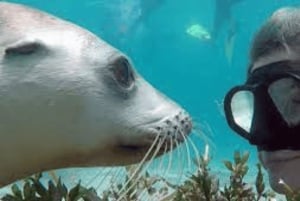 Lima | Excursión Islas Palomino | Nado con Leones Marinos