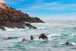 Lima | Excursión Islas Palomino | Nado con Leones Marinos