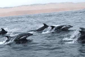Lima | Excursión Islas Palomino | Nado con Leones Marinos