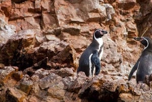 Lima | Excursión Islas Palomino | Nado con Leones Marinos