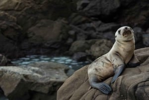 Lima | Excursión Islas Palomino | Nado con Leones Marinos