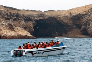 Lima | Excursión Islas Palomino | Nado con Leones Marinos